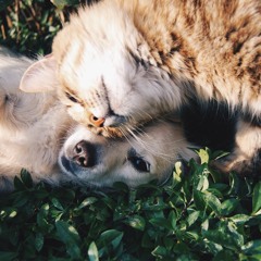 How to care for your cats and dogs (ethically) - Dr Anne Fawcett