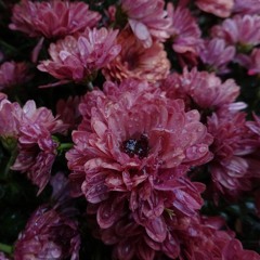 everyday 61 (September 14 17)