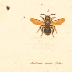 CRASH COURSE - Eden Michael x Kham x Andø