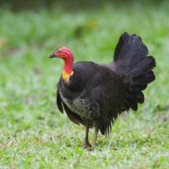 Suspect Device (Stiff Little Fingers Cover)