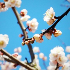 コブクロ／風（Cover）