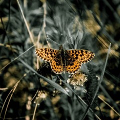 The butterfly effect