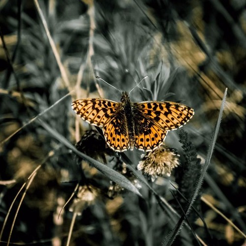 The butterfly effect