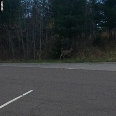 Falls - I Went To The Woods EP (TOMB007)