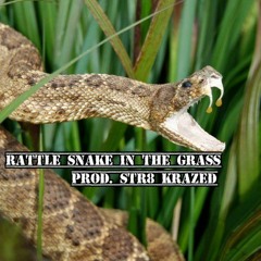 Rattle Snake In The Grass(Dark Guitar Rap Beat Prod. Str8 Krazed)
