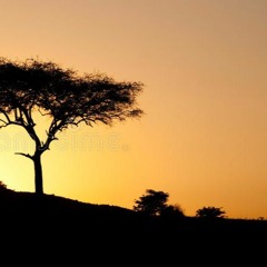 Area 23 - Savana (Tribe acid)