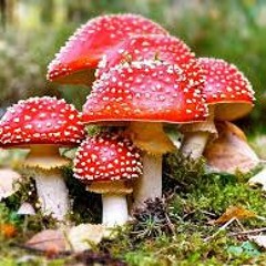 Amanita