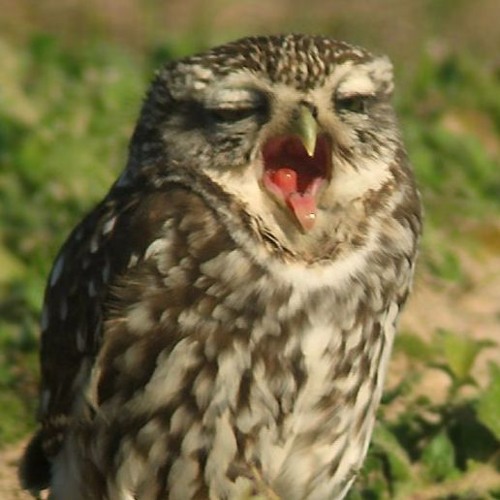 Route 8 - This Raw Feeling