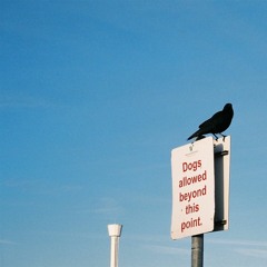 yellow county - dogs