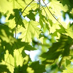 green leaves
