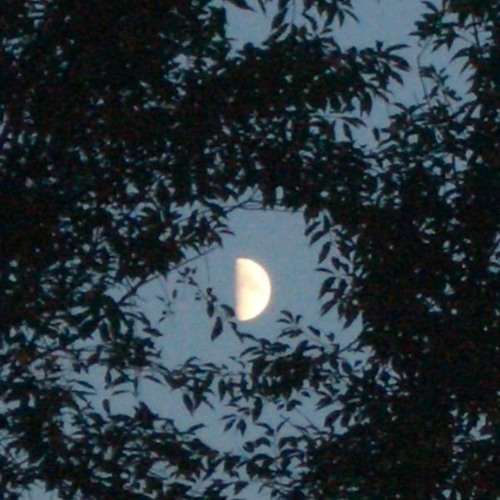 Silver Moon