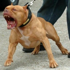 BULLY SHIT - Matchez The Boss