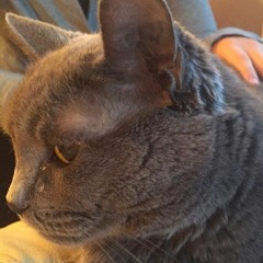 "Your cat is crying over you again"
