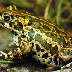 Krastave Zabe