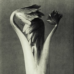 Dos Prazeres Do Toque Frio- Sorvete