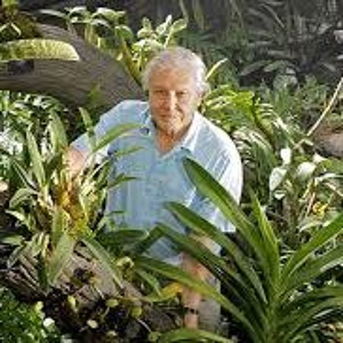 David And The Riddim Of The Jungle