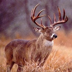Mike Metro - A Deer With No Eyes (Original Mix)