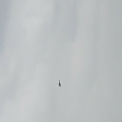 Yehi Junoon Zouq-e-Parwaaz Hai