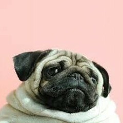 Dreampug