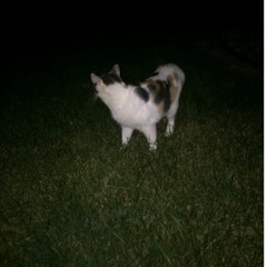 WORLD$TAR MONEY - joji // Cover