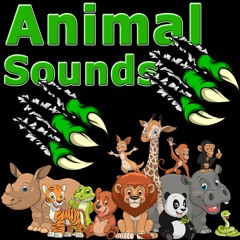 Animals Sounds