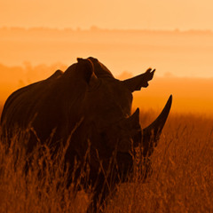 The African Rhino