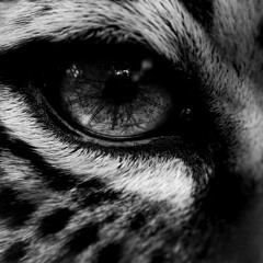 Jungle Cat WIP