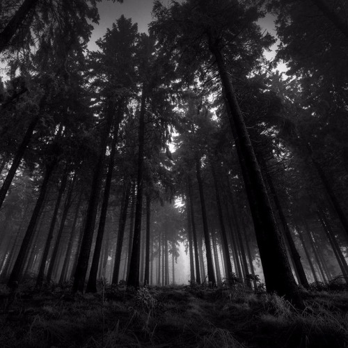 No more room in hell (Darkpsy/Forest Set by SOCIALS)