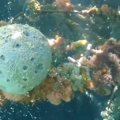 Chichilcitlalli - Underwater [Video in description]
