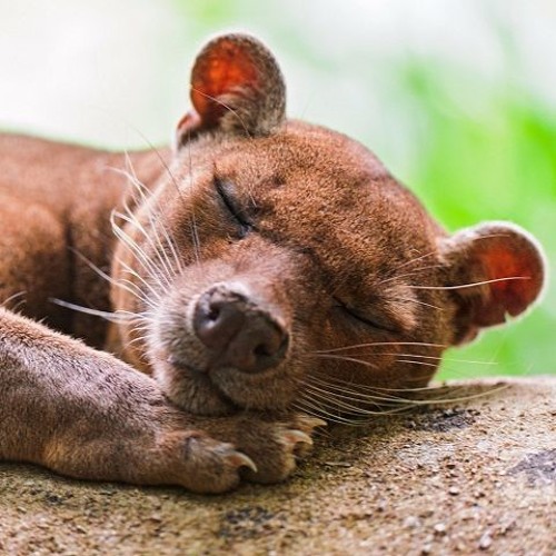 Playlist - Fossa Tropical (Vol. 1)
