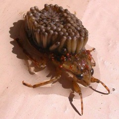 IronMonkey/Rumpelstyles - Bugs In My Brain !