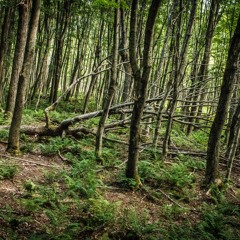 Tea Tree // Experimental //  Ft. Andrew Coleman