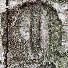 Itao - Praïm - Highbrid 001