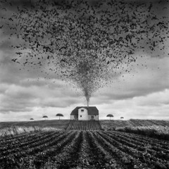 FIELDS OF THORNS