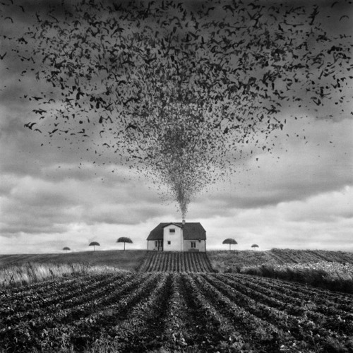 FIELDS OF THORNS