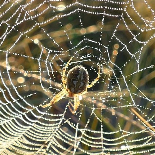Spinnenwelt