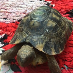 Moroccan Tortoise