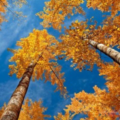 Flying To Fall