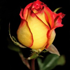 Lovejoy - Rosebud (Original Mix)