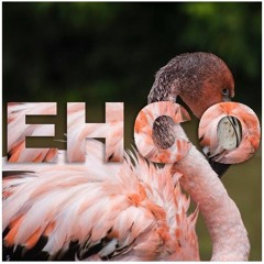 Holding On - JVM EHCO Remix