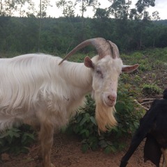 Stevie Ray Vaughn's - If You Have To Know -  performed by North Coast Goats