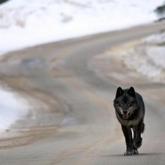 Ellen Lindquist: Nakoda