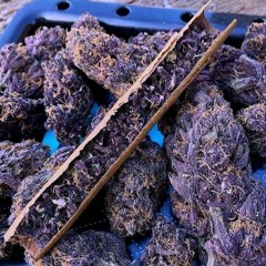 Purple Haze