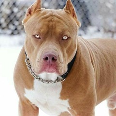 Mid Fairfield Hype Up