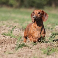 Ariel Pink karaoke (i wanna be young)