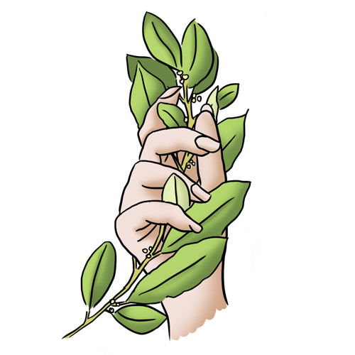 House Plants Records PDCST2 For Egregore