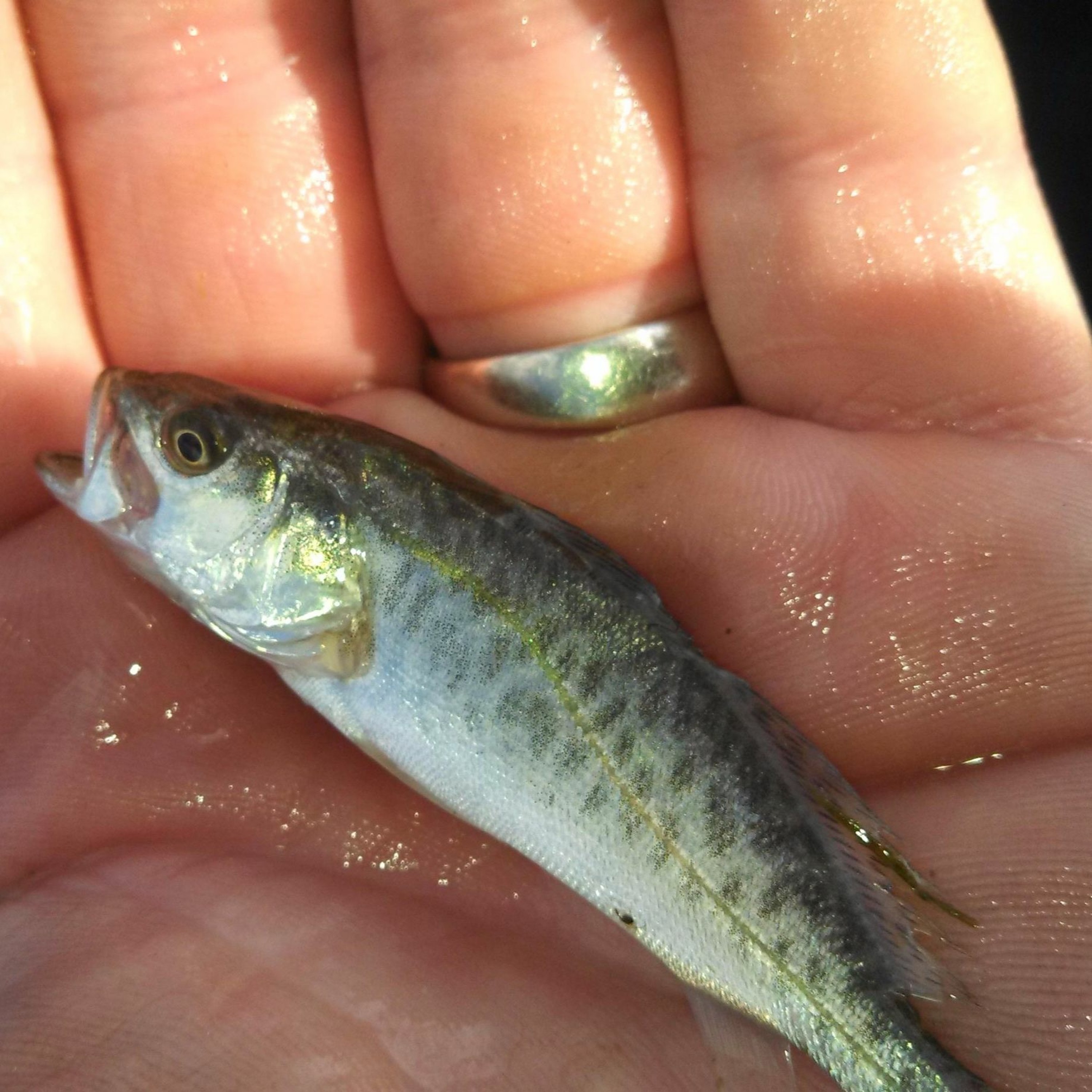 Coastal Advocacy Adventures Podcast