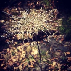 Winter Solstice playlist