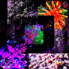 Xʇǝuɐld˙˙˙∀ʞ∀//Ɛᄅǝsdʎloɔodɐ