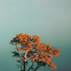 Lapse